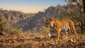 The Case For Official Permits Changes After Ranthambore's 40,000-Request Booking Surge