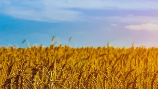 Read Season, Sunlight and Harvest Time Before Sowing Seeds