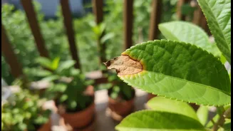 How Patch Testing Single Plant Leaves Saves Whole Balcony Gardens From Neem Oil Scorch Accidents