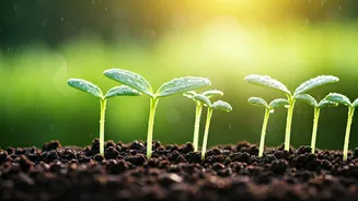 Beginner Gardeners Are Winning With Rainy Humidity