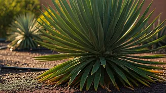 Your Monsoon Garden Needs June Discipline First