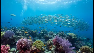 Healthy Fisheries Depend On Better Understanding Ocean Conditions