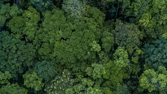 NASA-ISRO Satellite NISAR Delivers High-Resolution Mapping Of Natural Forests In India