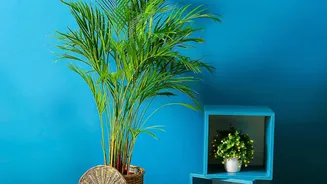 Small Homes Need Smart Décor And Earthy Trends Deliver