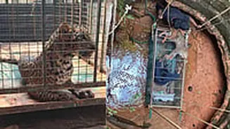 Leopard Rescue Centre Planned After Fatal Attacks