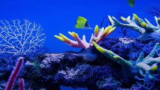 From Aquarium Accident To Coral Rescue: The Laboratory Findings