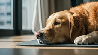 Dogs Are Becoming Urban Wellness Partners Now