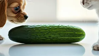 This Quick Cucumber Hack Combats Summer Pet Boredom Speedily