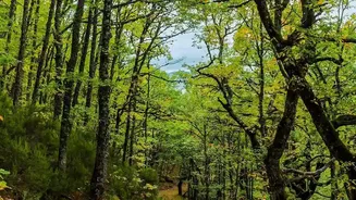 Quiet Autumn Escapes: Shoja's Green Trails Offer Refuge From Busy Hill Stations