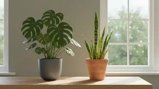 Overlooking Window Direction Can Disrupt Plans For Houseplant Shopping