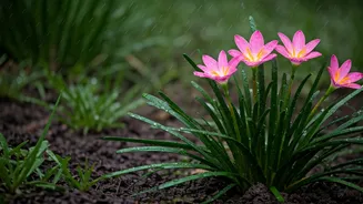 Rain Lilies Are Nature's Best Monsoon Notification
