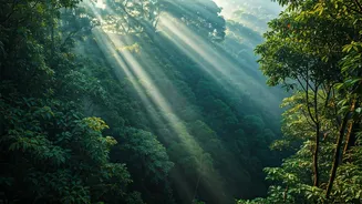 Walk Through Clouds Above India's Forests
