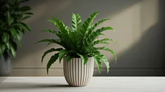 Bird's Nest Ferns Make Pet-Safe Styling Easy