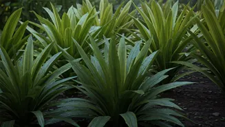 July Gardens Need Less Water, More Air