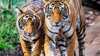 Why New Overnight Trains Are The Best Option For Backpackers Exploring Tiger Reserves