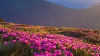 Rare Neelakurinji Flowers Return To Munnar In A Major 2026 Bloom: What The Current Reporting Reveals