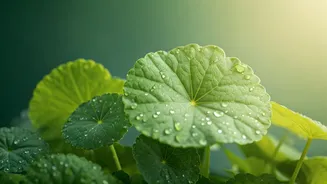 How To Fix Humid Skin Using Advanced K-Beauty Botanicals
