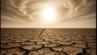 El Niño Makes Food Bills More Weather-Sensitive