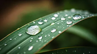 Monsoon Makes Small Nature Moments Feel Huge