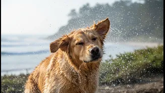 Why Humid Coastal Environments Shorten The Safe Drying Window For Wet Canine Fur Assemblies