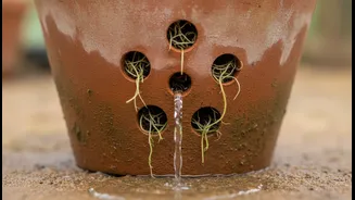 Drainage Holes Are The Real Plant Heroes