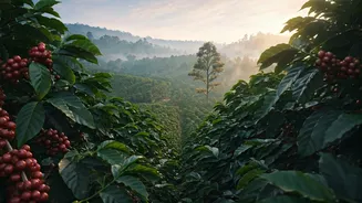 Coffee Plantations Turn Coorg Into Honeymoon Gold
