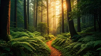 Jharkhand's Eco-Tourism Boom: Connecting Locals to Nature and Livelihoods