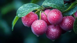 Tasty ways to enjoy wild plums