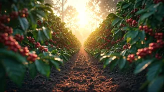 Coorg Coffee Plantation Walks Just Got Super Affordable Right Now