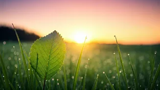 Dipika Kakar's Health Overhaul: New Diet & Routine for a Healthier Tomorrow