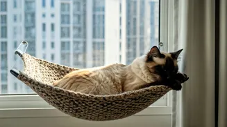 High-Rise Cat Owners Share Hacks For Window-Mounted Hammocks
