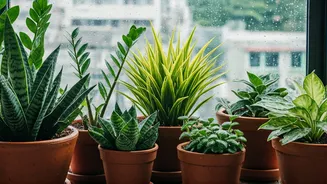 These Balcony Plants Need Less Care During Monsoon
