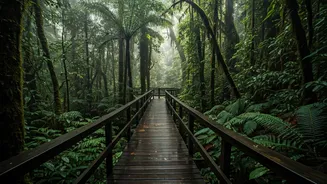 Walk High Above Monsoon Forests This Season