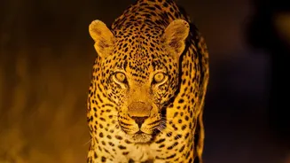Kukrail Night Safari Plans Promise A Unique After-Dark Wildlife Journey