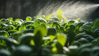 Neem Oil Spray Safely Protects Balcony Gardens From Humidity