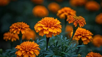 Repel Pests Naturally This Monsoon Using Beautiful Cheap Marigolds
