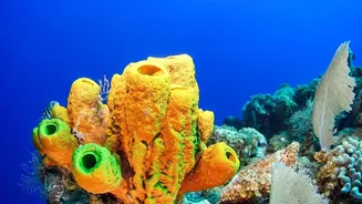 Why Identifying Naturally Heat Resistant Coral Varieties Provides Real Breakthroughs For Marine Conservation