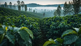 Coorg Gives Western Ghats Romance A Coffee Twist