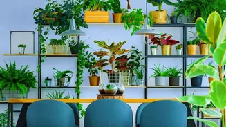 New Findings Highlight Both The Strengths And Limits Of Houseplants