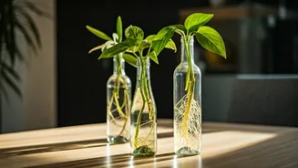 Upcycle Old Glass Bottles For Elegant Hydroponic Plant Propagation Stations