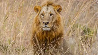 Barda Sanctuary In Gujarat: The Lion Habitat Gaining Attention Beyond Gir