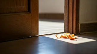 Banish Lizards: Your Ultimate Indian Home Hacks for a Creepy-Crawly Free Summer