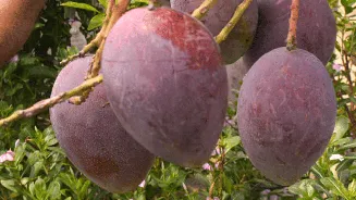 Odisha farmer grows rare Miyazaki mangoes worth Rs 3 lakh per kg, sleeps beside tree to guard it