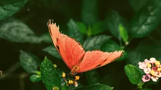 Urban Birds And Butterflies: How Decreased Monsoon Rains Improve Insect Flight Activity