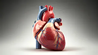 Diabetes and Heart Health: A Crucial Connection