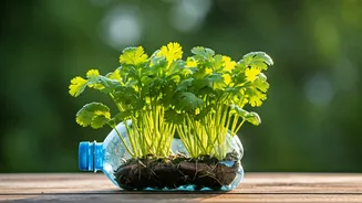 Use Recycled Plastic Containers To Harvest Unlimited Fresh Coriander Herbs