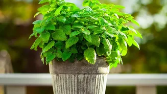 Why Homegrown Herbs Are Becoming A Balcony Essential Across Chennai