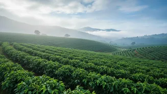 Looking Beyond Ooty? Hidden Monsoon Escapes Near Bengaluru Offer Fresh Experiences