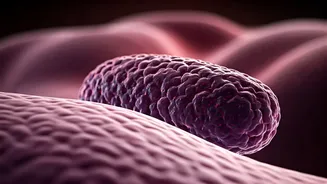 Maida Parotta's Hidden Health Toll: Understanding the Gut Health Impact