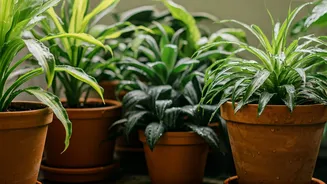 Low-Effort Monsoon Plants Are The Real Hack